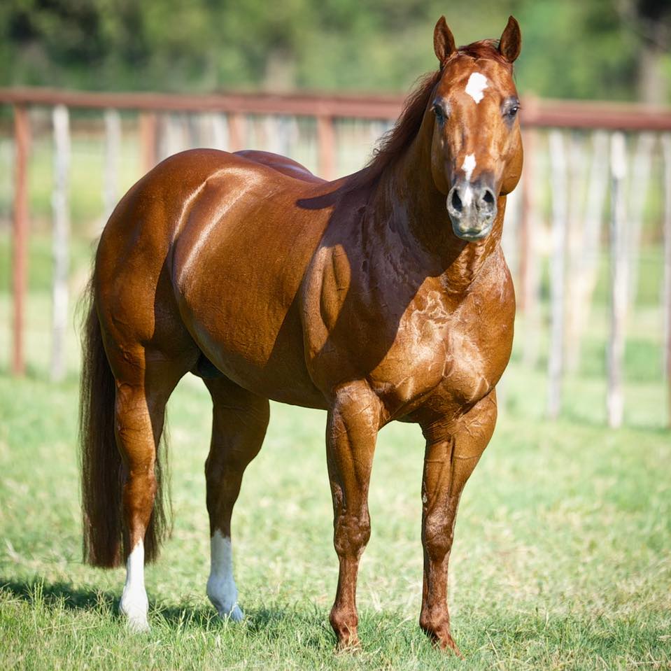 CR GOTCHA COVERED - IN FOAL PARTNERS QUARTER HORSE STALLIONS